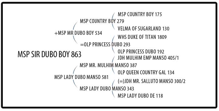 MSP Sir Dubo Boy 863